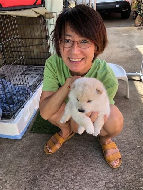 Pets is incomplete!help out the overlook bay wiki by adding more information to this article. Shiba Inu Puppies For Sale | Honolulu, HI #326693