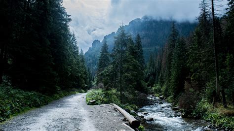 2560x1440 Px Forest Landscape Mountains River Road Tatra Mountains High