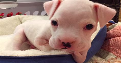 Vets Said This Puppy Should Be Euthanized But Hes Proving Them Wrong
