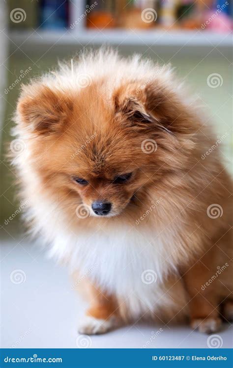 Sad Little Guilty Pomeranian Sitting Stock Image Image Of Domestic