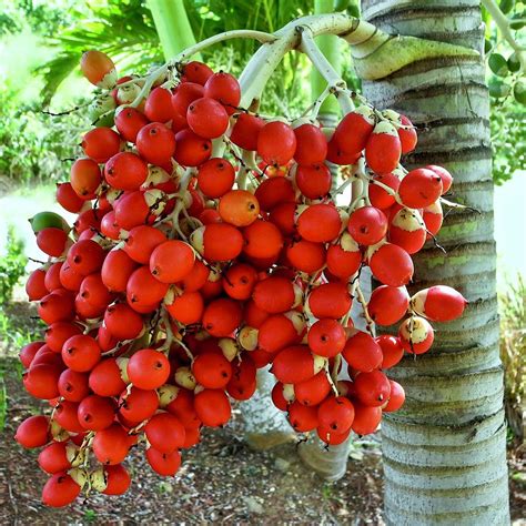Fruit Trees Home Gardening Apple Cherry Pear Plum Palm Trees With