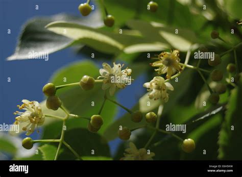 Lime Tilia Americana Tree Blossom Close Up Stock Photo Alamy