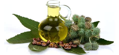 Dos and we tailor your experience and understand how you and other visitors use this website by using. Penis Massage - Home Remedy - Castor Oil | Hakeem Muhammad ...