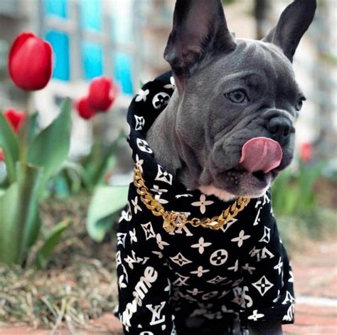 Supreme Louis Vuitton Dog Hoodie