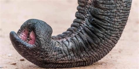The Elephant Trunk: Fun Facts On This Incredible Appendage