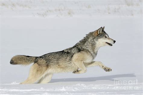 Gray Wolf Running Photograph By Jean Louis Klein And Marie Luce Hubert