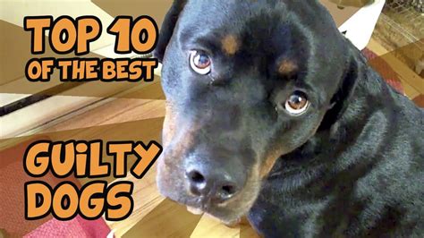 The Top 10 Guiltiest Guilty Dogs Of All Time Guilty Dog
