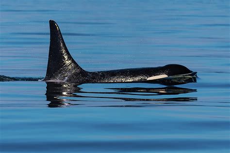 L87 Onyx Southern Resident Killer Whale Photograph By Ken Rea Spirit