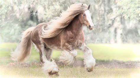 Also called gypsy vanner, tinker horse, the vanner is a relatively recent breed on paper, and their bloodlines have been carried through oral tradition from generation to generation of the families who bred them. Gypsy Vanner Horse High Definition Wallpaper 19331 - Baltana