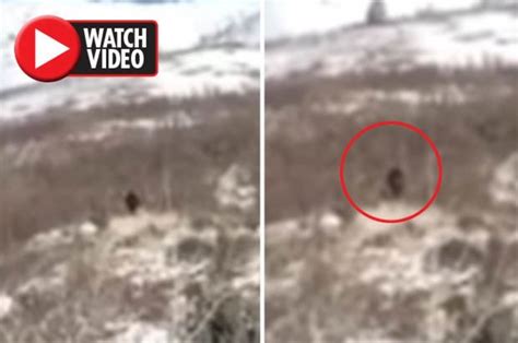 Bigfoot Spotted Gigantic Creature Stuns Tourist After Appearing On