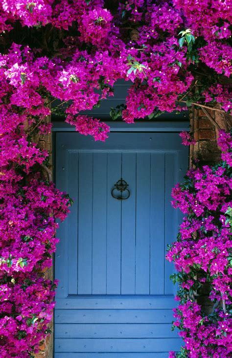 These Gorgeous Flowering Vines Add Vertical Color To Your Yard And