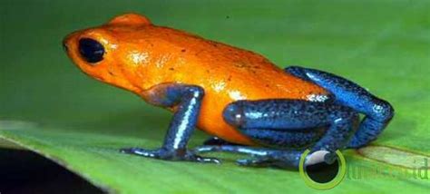 Maybe you would like to learn more about one of these? Terdambakan: 10 Hewan Katak Memiliki Racun yang paling ...