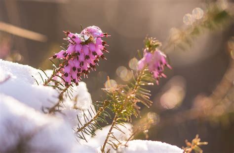 4 Gorgeous Plants That Bloom In Winter Jung Seeds Gardening Blog