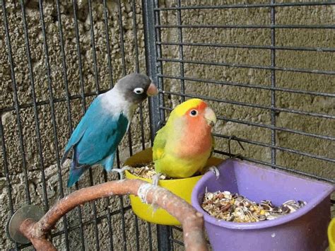 Tidak perlu bingung memilih pakan tambahan atau extra fooding (ef) untuk lovebird konslet betina. Racikan Jamu Lovbirt Konslet Untuk Betina - Cara Meracik ...