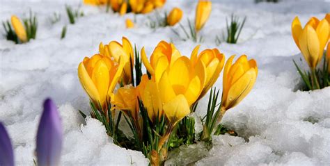 Top 10 Early Signs Of Spring To Look Out For Photos The Weather Channel