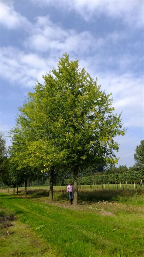 Acer Saccharinum Silver Maple Van Den Berk Nurseries