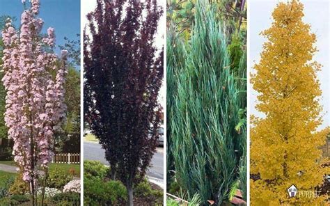 It comes in rolls that you can install in a frame to make a fence (or a trellis if you want something smaller). Narrow Trees for Small Yards that Pack a Punch in 2020 ...
