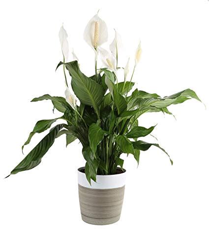 Eating just a small amount of a leaf or flower petal, licking a few pollen grains off its fur while grooming, or drinking the water from the vase. Peace Lilies And Your Cat - Animal Poisons Centre