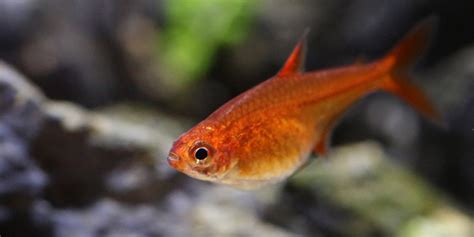 The importance of the shoal. Ember Tetra 101: Care, Tank Mates, Size & More