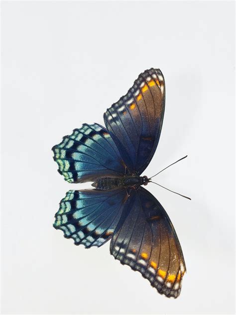Wikiwand Limenitis Arthemis Brown Butterflies Butterfly Species