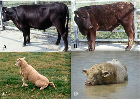 1 Condition Of Cattle And Sheep That Have Been Grazing Tall Fescue