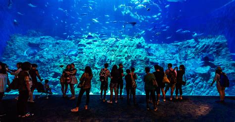 Ocean Park Hong Kong: An Attraction You Cannot Miss
