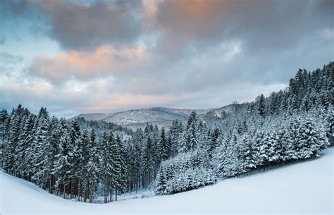 Frozen Morning Black Forest Natural Landmarks Snow