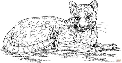Ocelot Wild Cat coloring page | Free Printable Coloring Pages