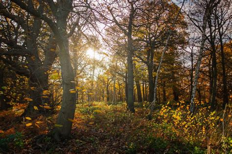 Simon Wilkes Richmond Park Landscape Photography Autumn Woods