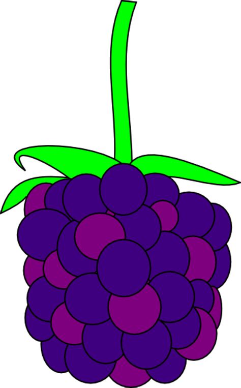 Berries clipart blackberry, Berries blackberry Transparent FREE for ...
