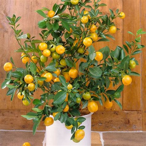 2ft Seville Orange Tree Citrus × Aurantium Bigaradier Grafted