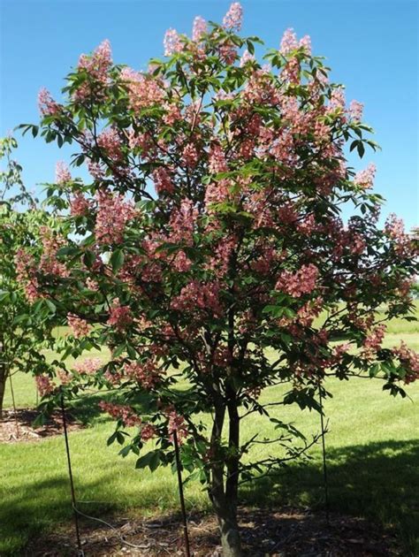 Aesculus × Carnea Fort Mcnair Fort Mcnair Red Horse Chestnut The