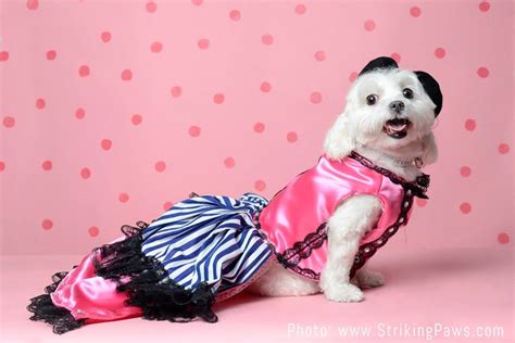 Boudoir Interview Starring The Incredible Bb Mitchell City Dog Expert