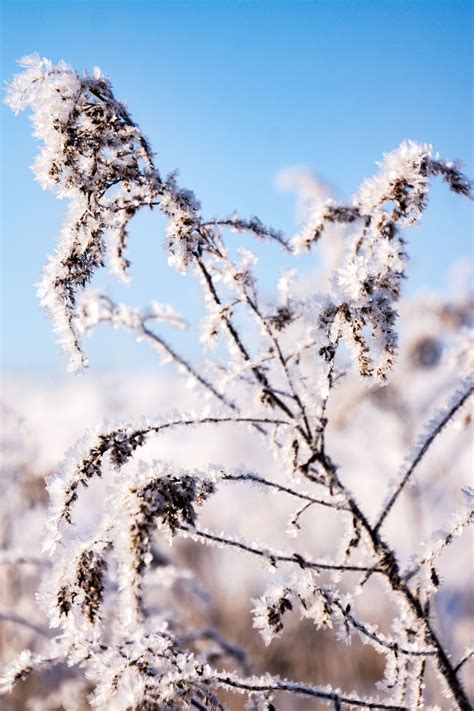 무료 이미지 나무 자연 분기 감기 하늘 화이트 다리 햇빛 서리 얼음 봄 눈이 내리는 플로라 시즌