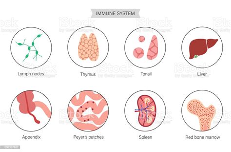 Lymphaticsystem Stock Illustration Download Image Now Anatomy