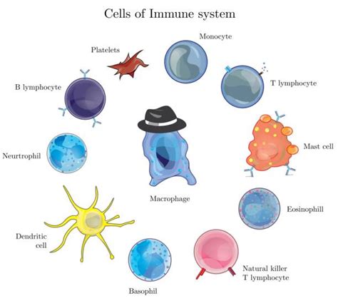 Immune System Illustrations Royalty Free Vector Graphics And Clip Art