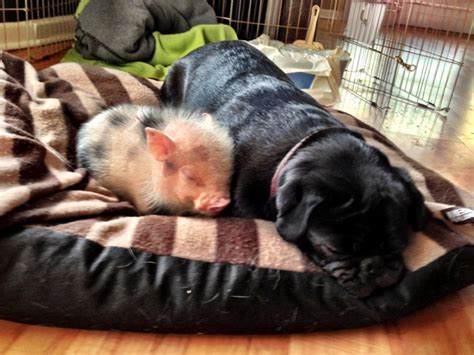 Pig And Dog Become Best Friends Pets Pinterest