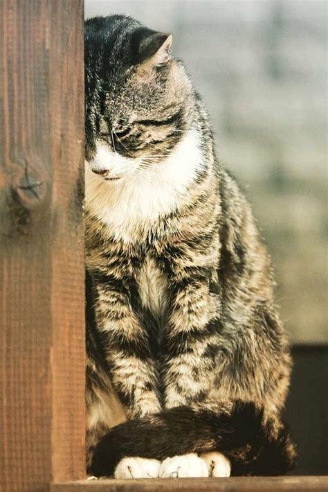 Sad Cat Signs Causes And Treatment Of A Depressed Cat Pets Society