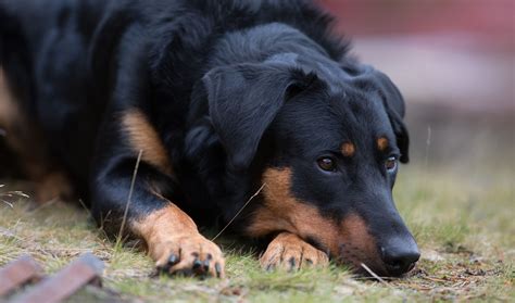 Beauceron Puppies