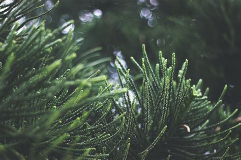 1000 Amazing Pine Trees Photos · Pexels · Free Stock Photos