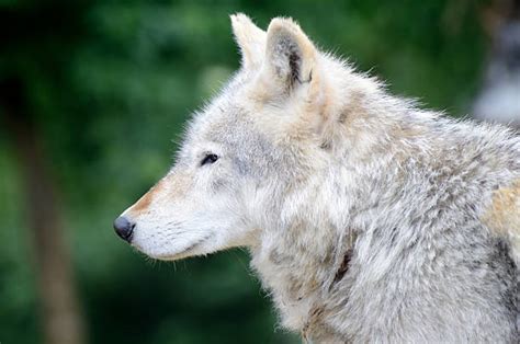 Best Wolf Side View Stock Photos Pictures And Royalty Free Images Istock