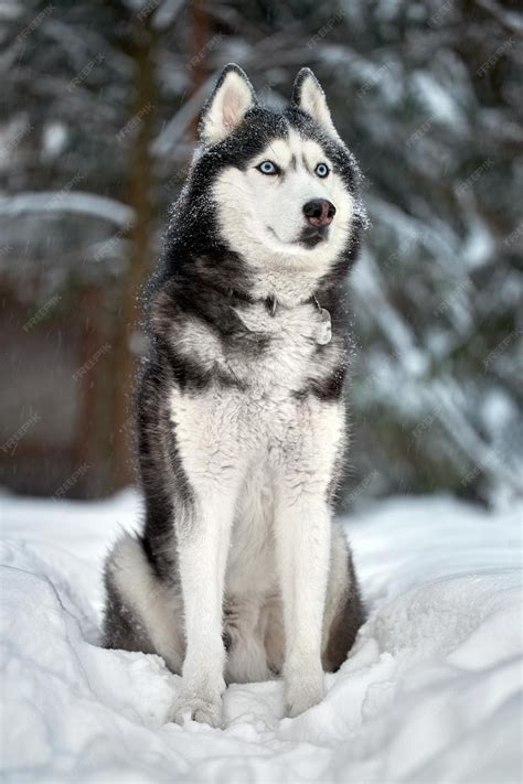 Premium Photo | Siberian Husky dog cute wolf in winter forest in snow