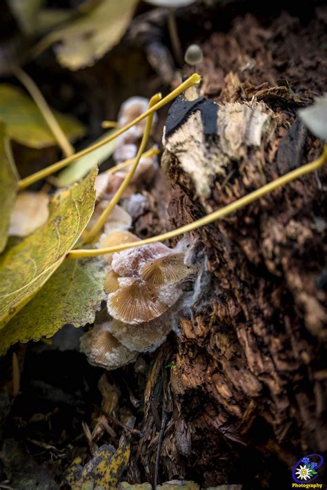 Natuurpark Lelystad Carolien Van Hilten Flickr