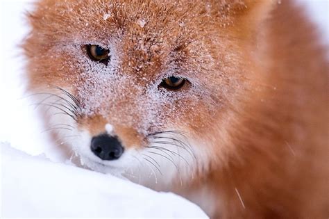 Russian Miner Spends His Breaks Taking Photos Of Foxes In The Arctic