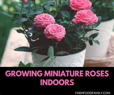 Growing Miniature Roses Indoors Wachsende Rosen Pflanzen Rosen Pflanzen
