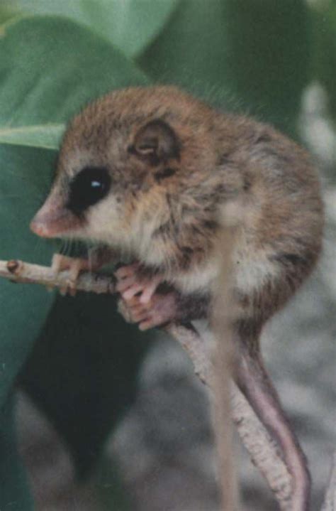 Finde diesen pin und vieles mehr auf marsupial (buideldieren) von ine. Colocolo Opossum - Pin On Fauna Chile - Fuzzy approach to ...
