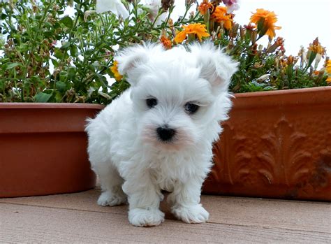 Maybe you would like to learn more about one of these? Teacup Maltese Price In India