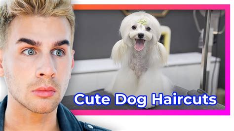 50 Cute Dog Haircuts To Inspire Your Next Grooming Session