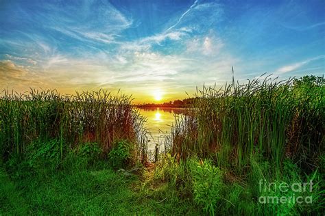 Sunset Through The Reeds Photograph By David Arment