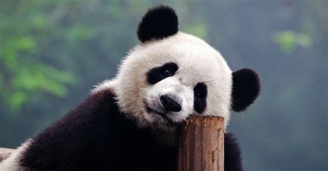 The bear, as your spirit animal, explains much about the deepest parts of your personality. Animal Personality Test: What Animal Are You?